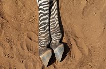 The carcass of an endangered Grevy's Zebra, which died during the drought, is seen in the Samburu national park, Kenya.