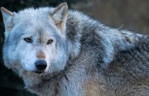 Grey wolves are one of the species that have experienced a come back in Europe over the last five decades.