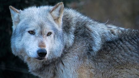 Grey wolves are one of the species that have experienced a come back in Europe over the last five decades.