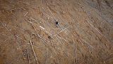 Climate crisis: how beetles and fire are devouring European forests