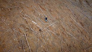 Из-за человека и жука-короеда в Европе гибнут леса0