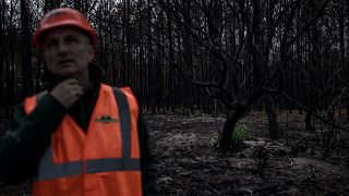 Un employé de l'Office national des forêts devant des arbres brûlés à proximité de La Teste-de-Buch au sud ouest de la France - 27.09.2022