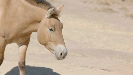 Kurt, born in 2020 is a clone of a Przewalski's horse born in 1975