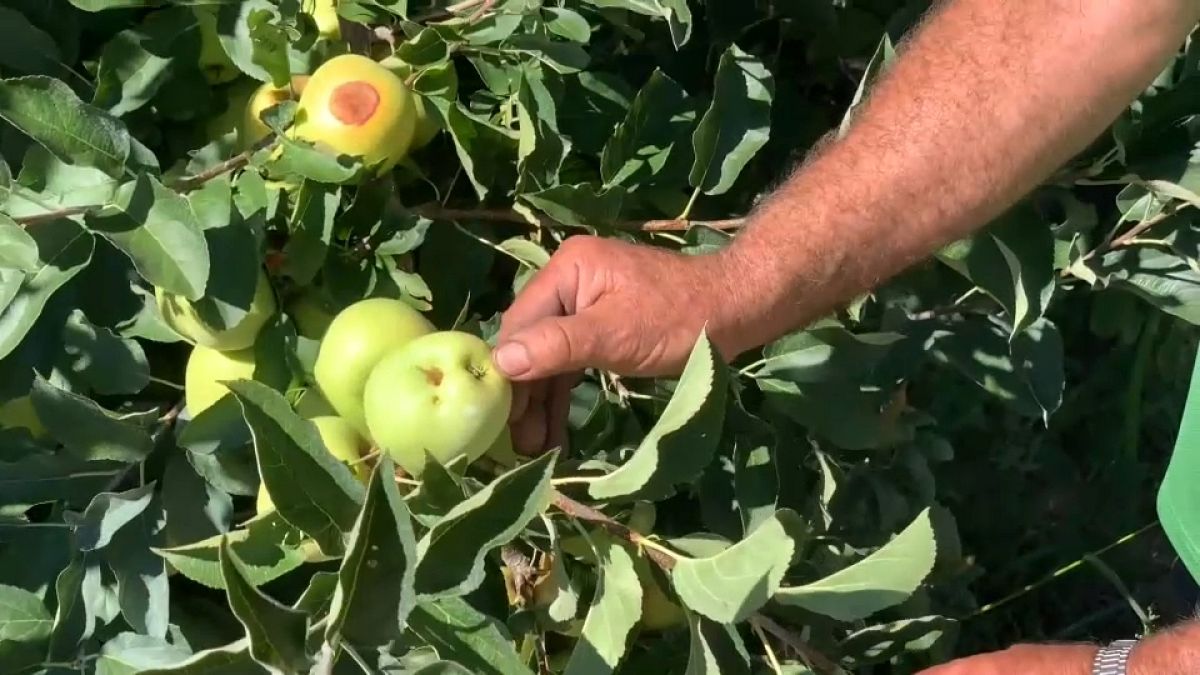 Productores de manzanas en crisis por la alarmante sequía que vive Portugal.