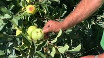 Португальские фермеры вынуждены сбывать яблоки по низкой цене из-за повреждений