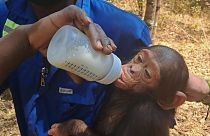 César, l'un des trois chimpanzés kidnappés le 9 septembre dernier 