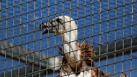 A griffon vulture is seen in an acclimatisation aviary near the village of Korfi, Cyprus.