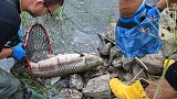 Volunteers recover dead fish from the water of the German-Polish border river Oder in Lebus, eastern Germanny, Saturday, Aug. 13, 2022.