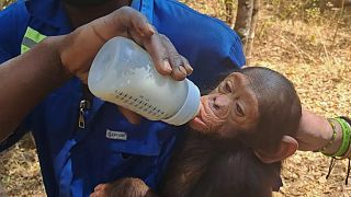  Kidnapping de trois bébés chimpanzés en RDC : une rançon demandée