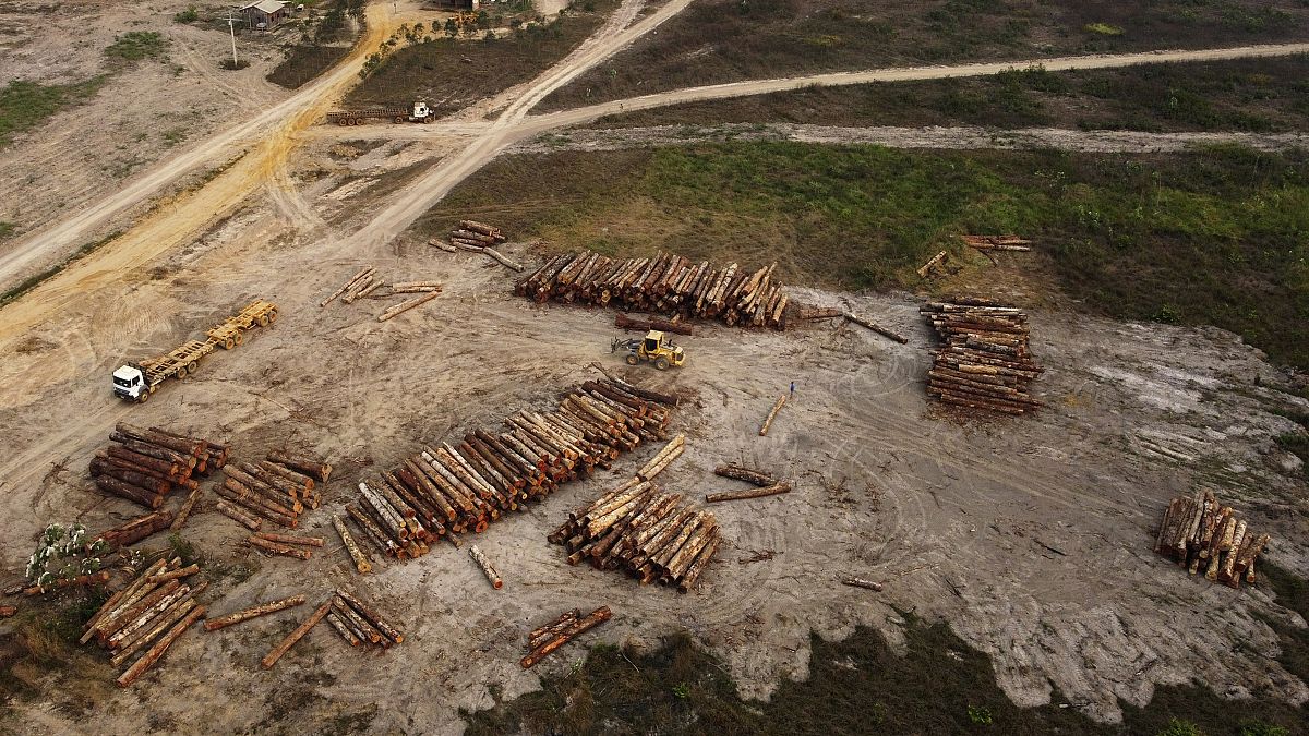 Exploitation de bois d'Amazonie