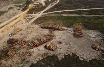 Deforestazione e accordo Ue-Mercosur