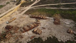 Explotación maderera en el Amazonas.