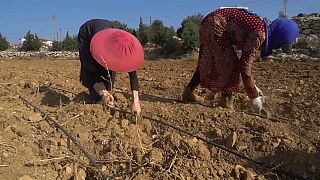 معاناة المزارعين في لبنان من الجفاف وتبعات التغير المناخي