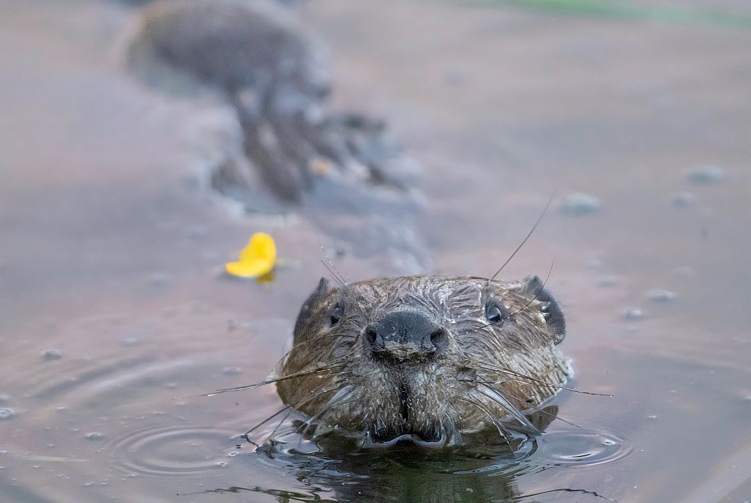 Beavers are now a protected species in England 400 years after they