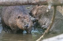 These wild beavers have just become a protected species in England.