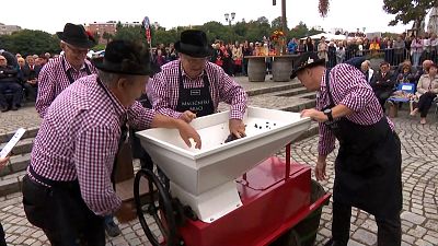 Ceremonial grape harvest of the oldest vine in the world starts in Maribor