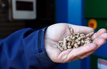 A person shows hardwood pellets used in a wood burning boiler