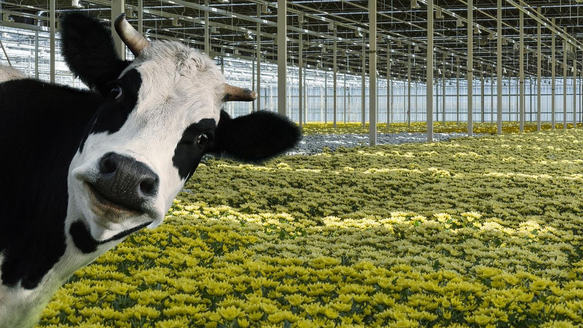 Using nitrogen from cow manure as flower feed will reduce the emissions of both industries