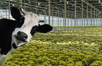 Using nitrogen from cow manure as flower feed will reduce the emissions of both industries