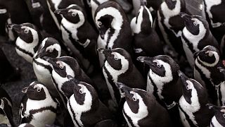 South Africa: Avian disease detected at Cape Town penguin colony