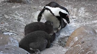 Afrique du Sud : des pingouins menacés par la grippe aviaire
