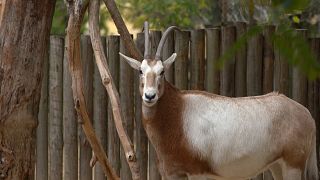 A Scimitar-Orix at Lisbon Zoo