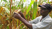 Kenya lifts 10-year ban on Genetically Modified Crops
