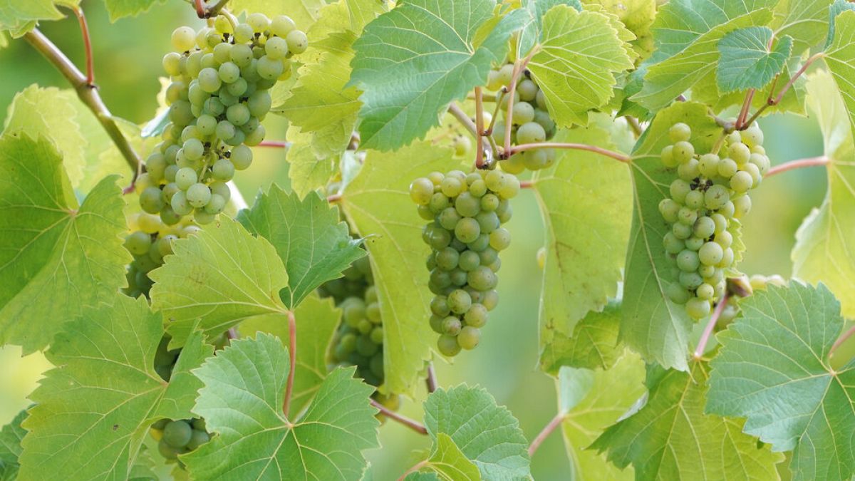 Georgia has at least 430 indigenous grape varieties