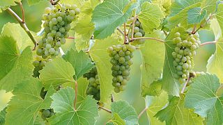 Vendemmia in Georgia