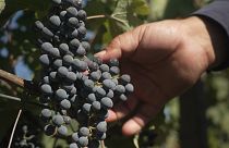 Uma viagem ao berço da viticultura do Azerbaijão