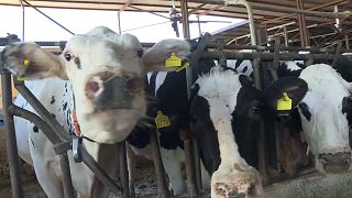 Коровы-производительницы автомобильного биотоплива под Пьяченцей