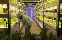 Scientists work on Taiwan's new sustainable, organic, metro farm