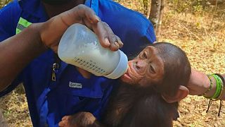 César, einer der drei Schimpansen, die am 9. September entführt wurden.