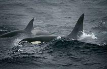 Katil balina sürüsü