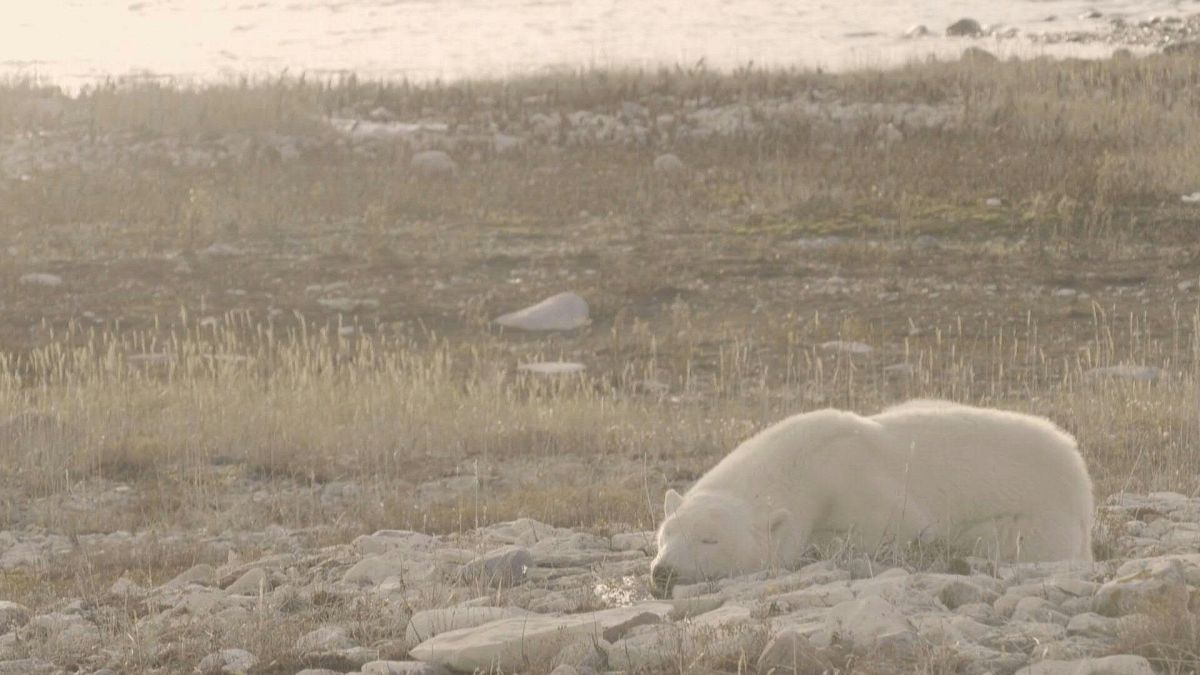 A polar bear waits on the shore in northern Canada for the ice to return so it can hunt
