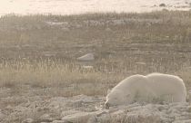 A polar bear waits on the shore in northern Canada for the ice to return so it can hunt