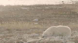 A polar bear waits on the shore in northern Canada for the ice to return so it can hunt