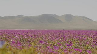 Flowers bloom in the Atacama Desert in Chile