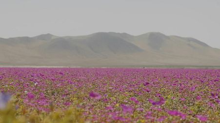 Flowers bloom in the Atacama Desert in Chile