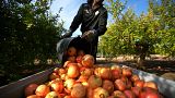 Spain's agricultural revolution: mouth-watering fruit and vegetables 