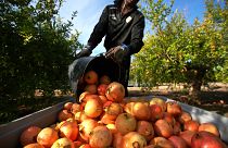 Spain's agricultural revolution: mouth-watering fruit and vegetables
