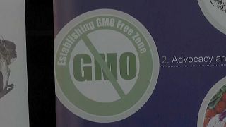 Kenyan NGOs protest approval of GM crops 