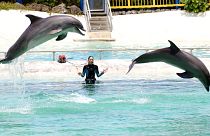 Two dolphins perform at Sea Life Park in Waimanalo, Hawaii, in 2017.