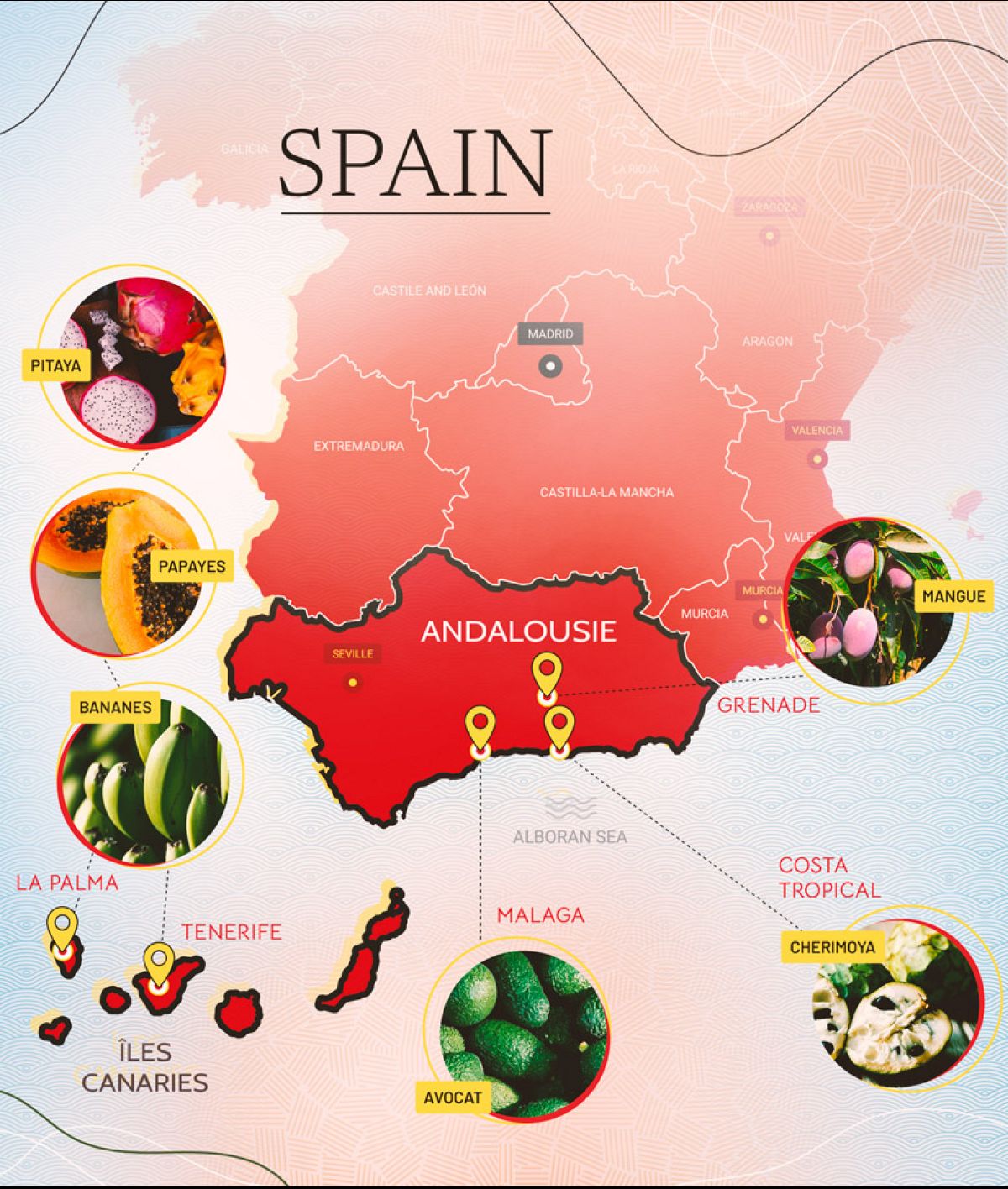 Fruits tropicaux comment l'Espagne estelle devenue le premier producteur européen ? Euronews