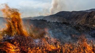 A forest burns during a wildfire near Altura, eastern Spain, on Friday, Aug. 19, 2022.
