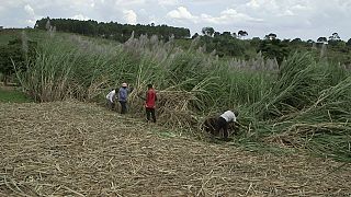 Uganda’s sugar exports have increased 