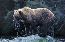 Alaskan Brown Bear climbs out of the Brooks River onto a rock after fishing a salmon.