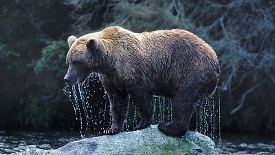 Alaskan Brown Bear climbs out of the Brooks River onto a rock after fishing a salmon.