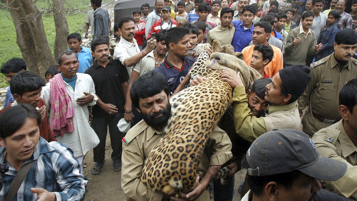 يحمل مسؤولو الغابات الهنود نمراً، بعد تهدئته في جواهاتي، الهند، 2007