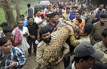 يحمل مسؤولو الغابات الهنود نمراً، بعد تهدئته في جواهاتي، الهند، 2007